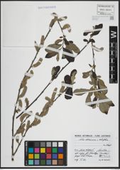 Foto von Salix atrocinerea Brot. x Salix salviifolia Brot.